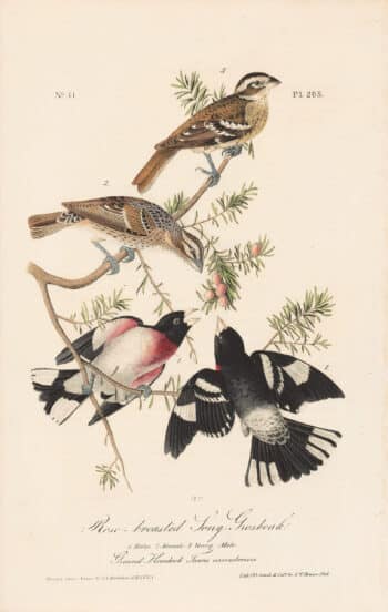 Audubon 1st Ed. Octavo Pl. 205 Rose-breasted Song - Grosbeak