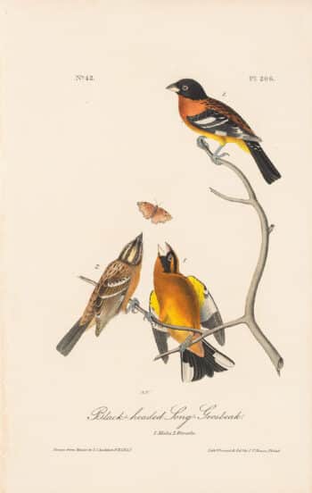 Audubon 1st Ed. Octavo Pl. 206 Black-headed Song - Grosbeak