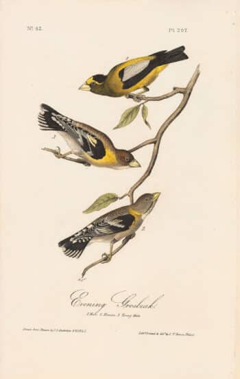 Audubon 1st Ed. Octavo Pl. 207 Evening Grosbeak
