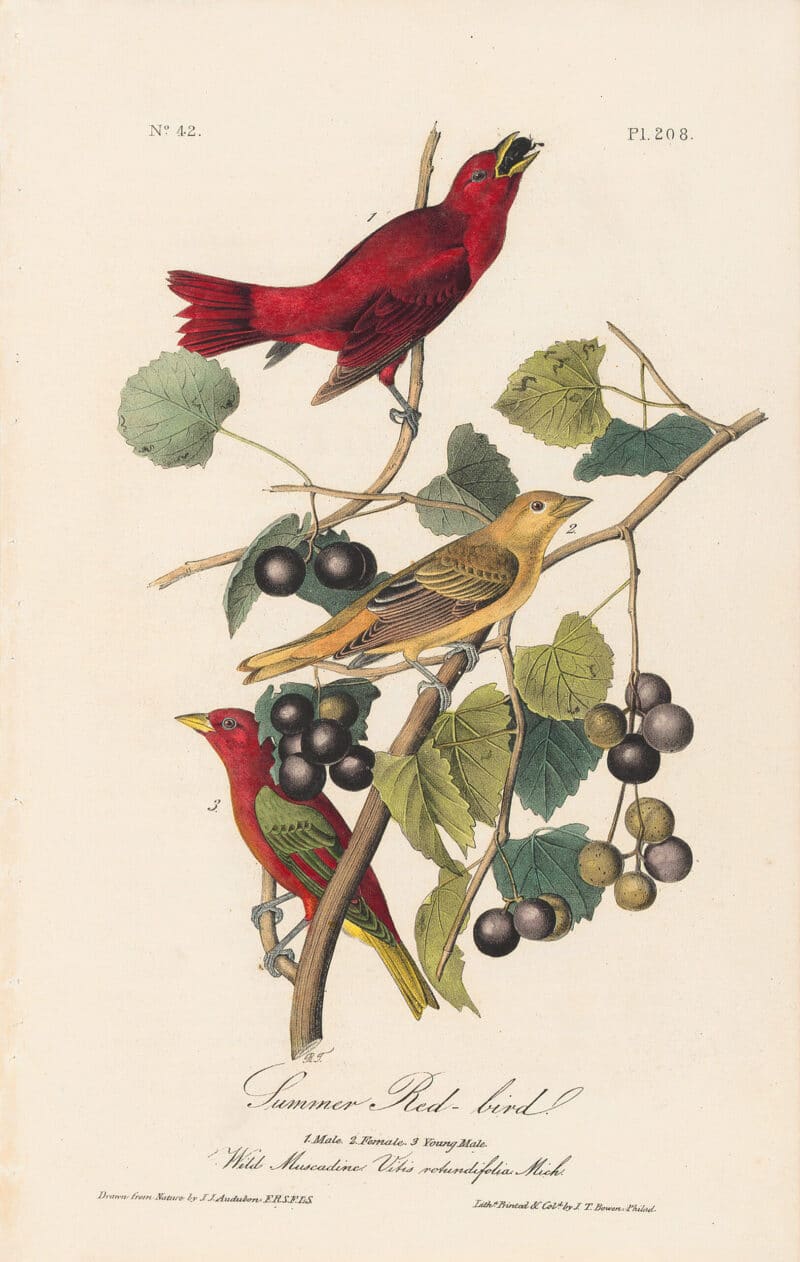 Audubon 1st Ed. Octavo Pl. 208 Summer Red-bird
