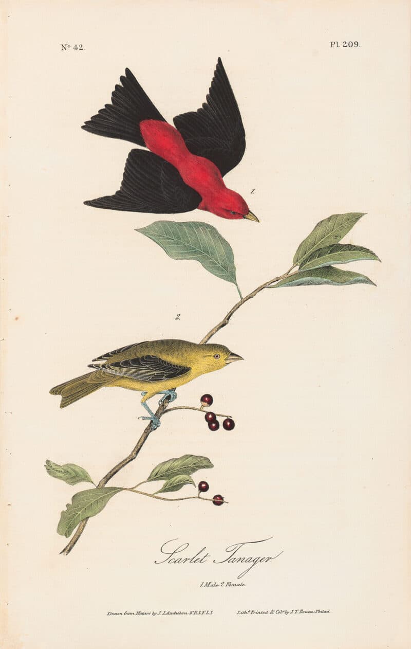 Audubon 1st Ed. Octavo Pl. 209 Scarlet Tananger