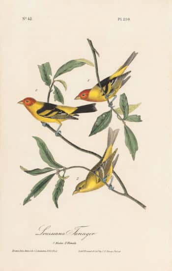 Audubon 1st Ed. Octavo Pl. 210 Louisiana Tanager