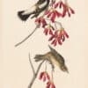 Audubon 1st Ed. Octavo Pl. 211 Wandering Rice-bird