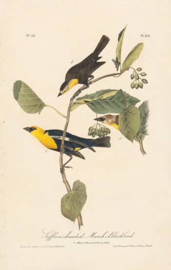 Audubon 1st Ed. Octavo Pl. 213 Saffron-headed Marsh - Blackbird