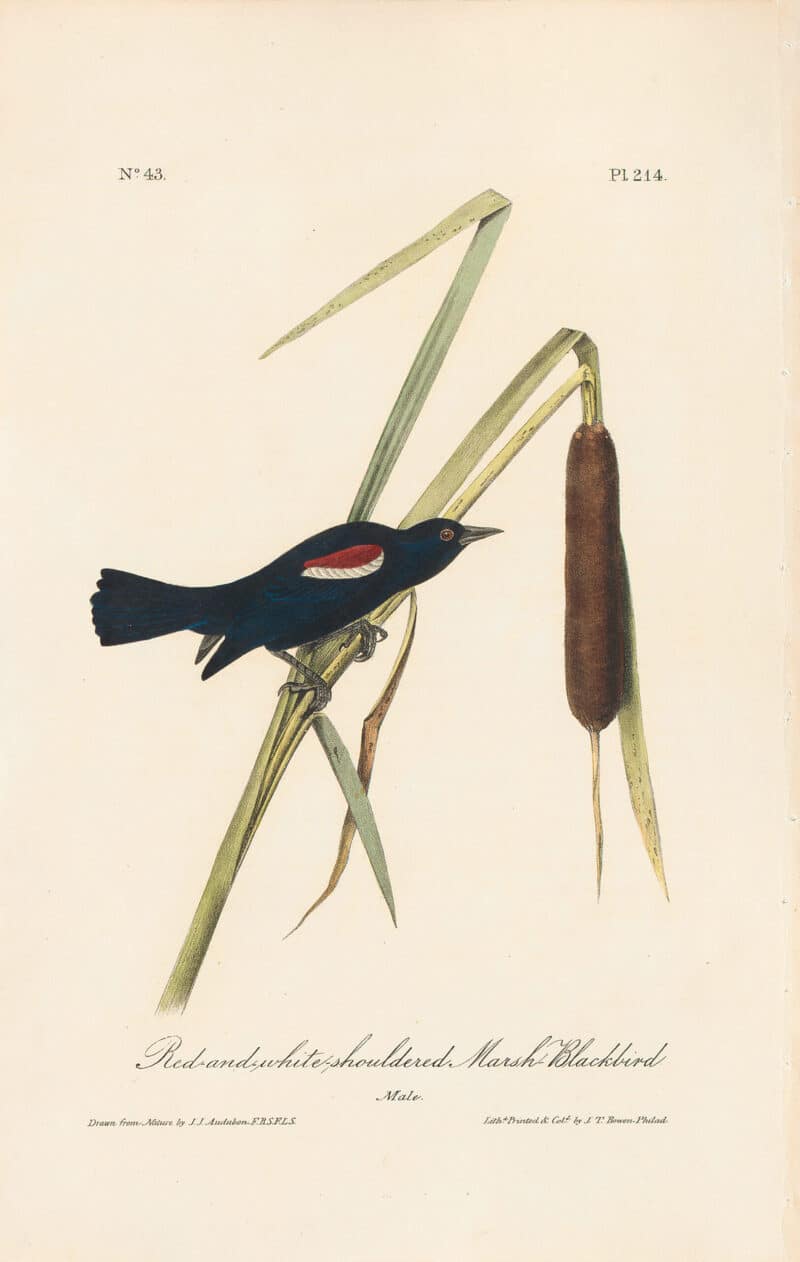 Audubon 1st Ed. Octavo Pl. 214 Red-and-white-shouldered Marsh - Blackbird