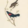 Audubon 1st Ed. Octavo Pl. 215 Red-and-black-shouldered Marsh - Blackbird