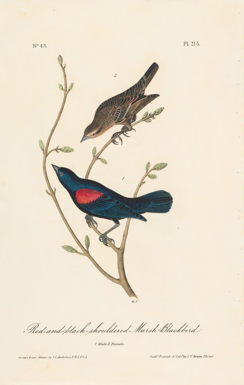 Audubon 1st Ed. Octavo Pl. 215 Red-and-black-shouldered Marsh - Blackbird