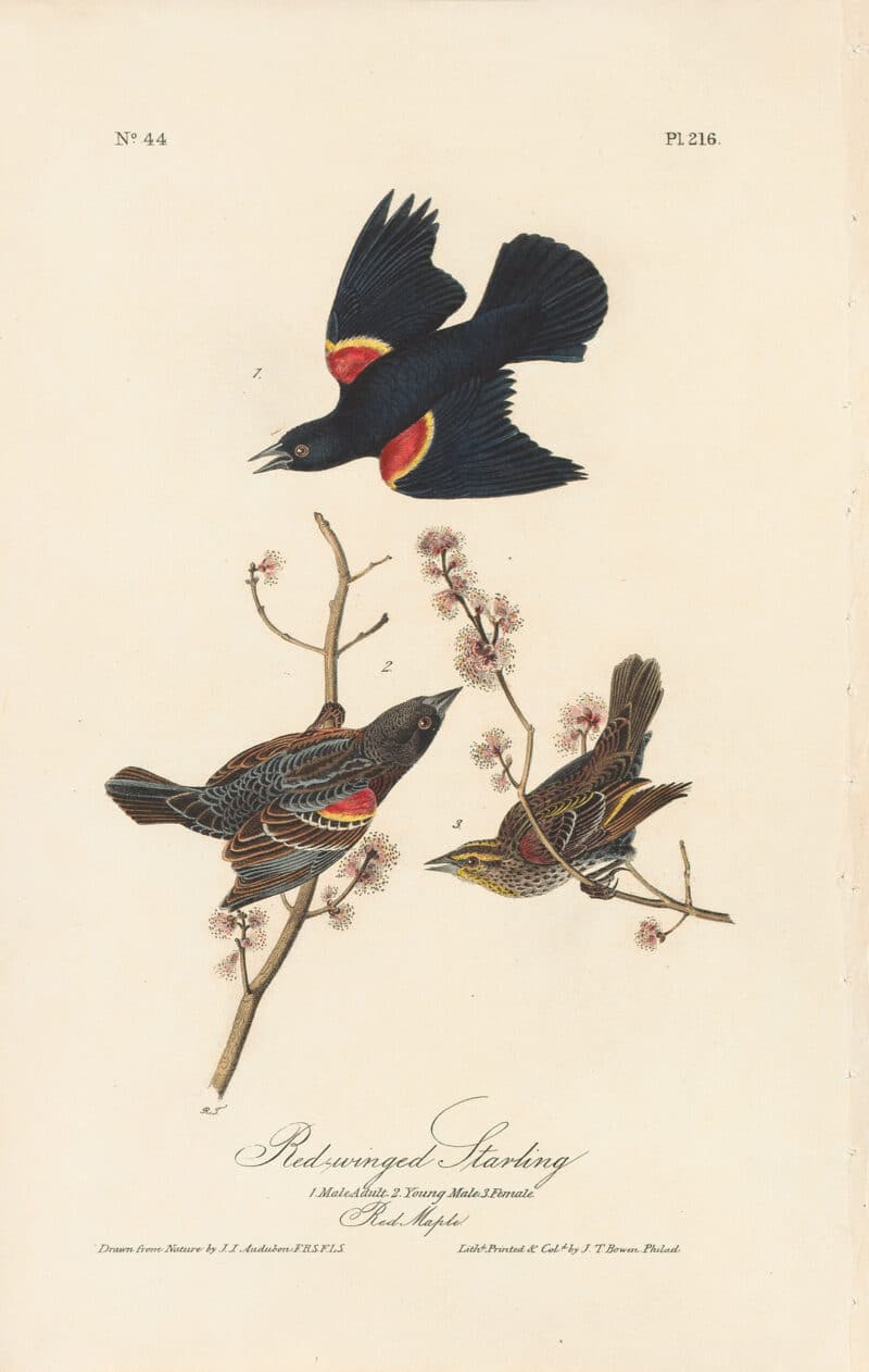 Audubon 1st Ed. Octavo Pl. 216 Red-winged Starling