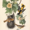 Audubon 1st Ed. Octavo Pl. 217 Baltimore Oriole, or Hang-nest
