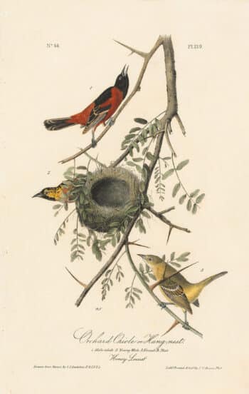Audubon 1st Ed. Octavo Pl. 219 Orchard Oriole or Hang-nest