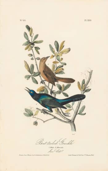 Audubon 1st Ed. Octavo Pl. 220 Boat-tailed Grackle