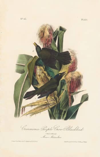 Audubon 1st Ed. Octavo Pl. 221 Common, or Purple Crow - Blackbird