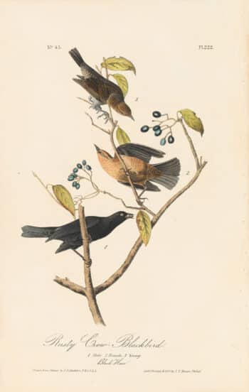 Audubon 1st Ed. Octavo Pl. 222 Rusty Crow - Blackbird