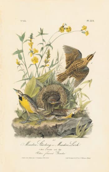 Audubon 1st Ed. Octavo Pl. 223 Meadow Starling or Meadow Lark