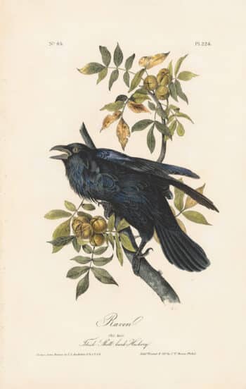Audubon 1st Ed. Octavo Pl. 224 Raven
