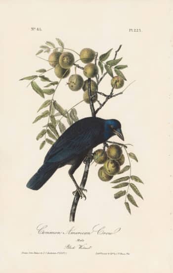 Audubon 1st Ed. Octavo Pl. 225 Common American Crow