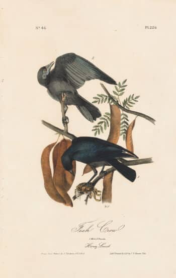 Audubon 1st Ed. Octavo Pl. 226 Fish Crow