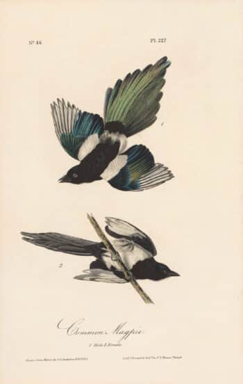 Audubon 1st Ed. Octavo Pl. 227 Common Magpie