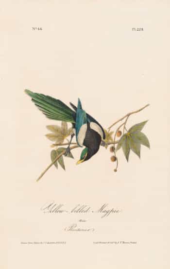 Audubon 1st Ed. Octavo Pl. 228 Yellow-billed Magpie