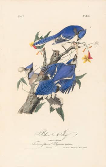 Audubon 1st Ed. Octavo Pl. 231 Blue Jay