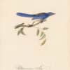 Audubon 1st Ed. Octavo Pl. 232 Ultramarine Jay