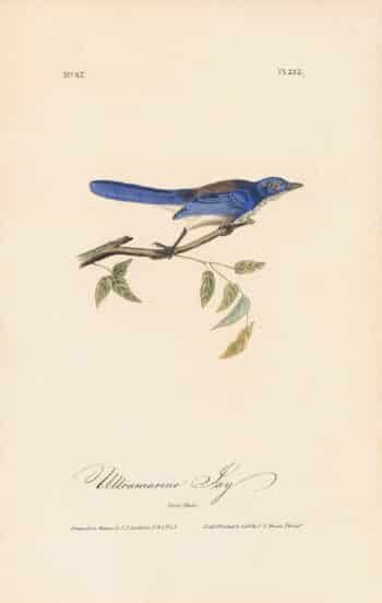 Audubon 1st Ed. Octavo Pl. 232 Ultramarine Jay