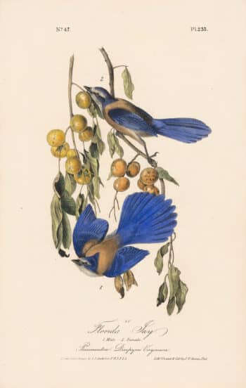 Audubon 1st Ed. Octavo Pl. 233 Florida Jay