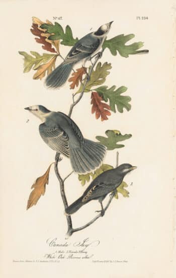 Audubon 1st Ed. Octavo Pl. 234 Canada Jay