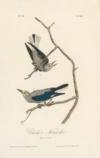 Audubon 1st Ed. Octavo Pl. 235 Clarke's Nutcracker