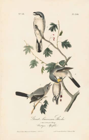 Audubon 1st Ed. Octavo Pl. 236 Great American Shrike