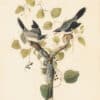 Audubon 1st Ed. Octavo Pl. 237 Loggerhead Shrike