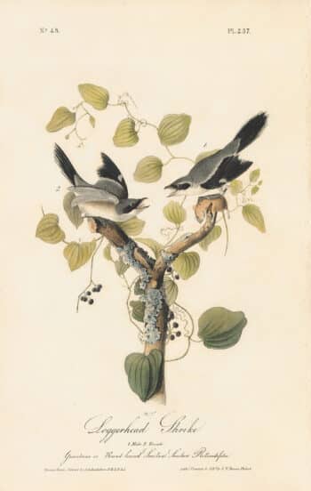 Audubon 1st Ed. Octavo Pl. 237 Loggerhead Shrike