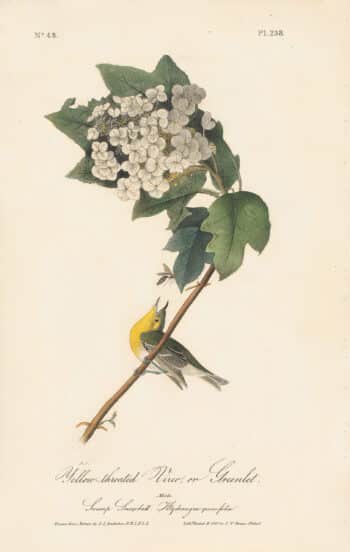 Audubon 1st Ed. Octavo Pl. 238 Yellow-throated Vireo, or Greenlet