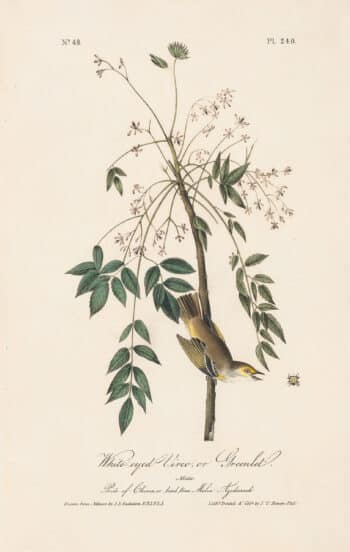 Audubon 1st Ed. Octavo Pl. 240 White-eyed Vireo, or Greenlet