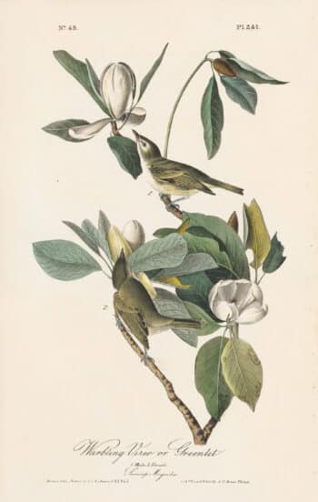 Audubon 1st Ed. Octavo Pl. 241 Warbling Vireo or Greenlet