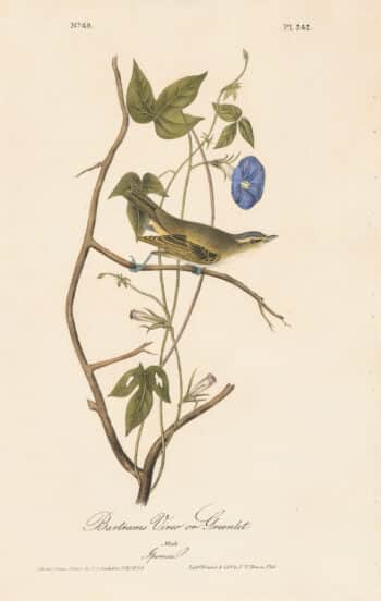 Audubon 1st Ed. Octavo Pl. 242 Bartrams Vireo or Greenlet