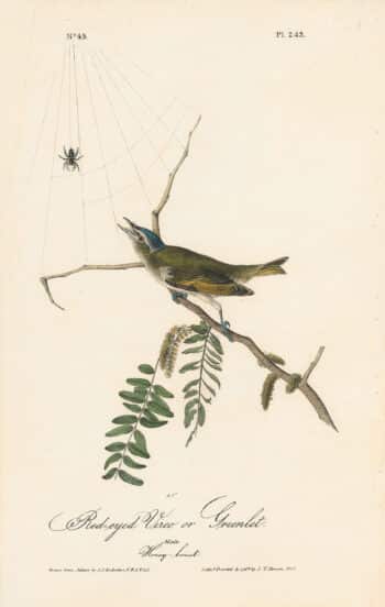 Audubon 1st Ed. Octavo Pl. 243 Red-eyed Vireo or Greenlet
