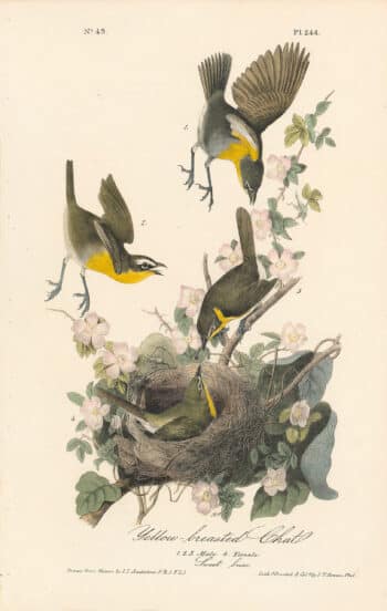 Audubon 1st Ed. Octavo Pl. 244 Yellow-breasted Chat