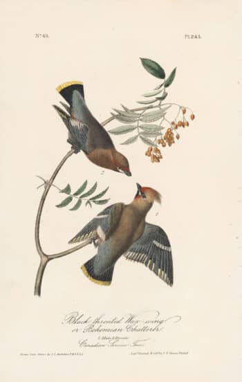 Audubon 1st Ed. Octavo Pl. 245 Black throated Wax-wing or Bohemian Chatterer