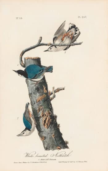 Audubon 1st Ed. Octavo Pl. 247 White-breasted Nuthatch