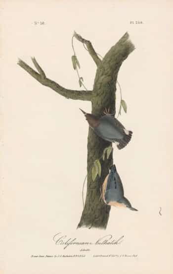 Audubon 1st Ed. Octavo Pl. 250 Californian Nuthatch