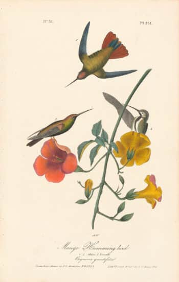 Audubon 1st Ed. Octavo Pl. 251 Mango Humming bird