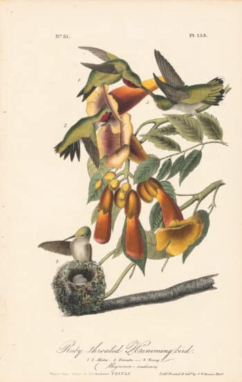 Audubon 1st Ed. Octavo Pl. 253 Ruby-throated Humming bird