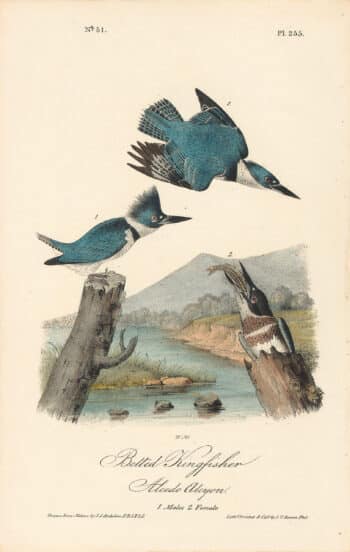 Audubon 1st Ed. Octavo Pl. 255 Belted Kingfisher