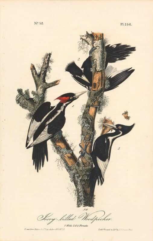 Audubon 1st Ed. Octavo Pl. 256 Ivory-billed Woodpecker