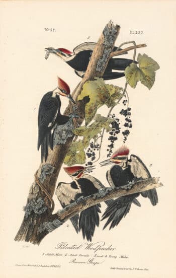 Audubon 1st Ed. Octavo Pl. 257 Pileated Woodpecker