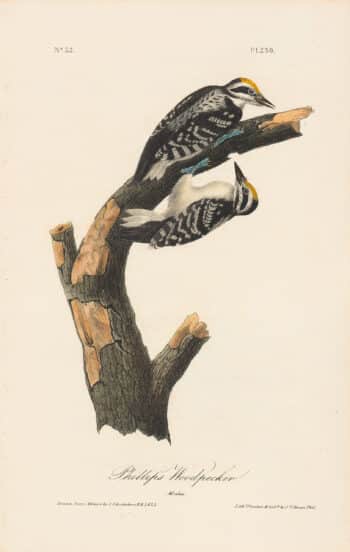 Audubon 1st Ed. Octavo Pl. 259 Phillips Woodpecker