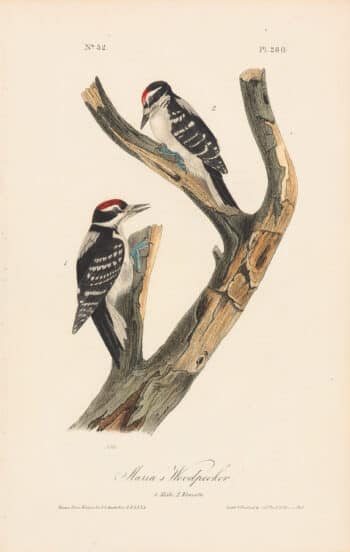 Audubon 1st Ed. Octavo Pl. 260 Maria's Woodpecker