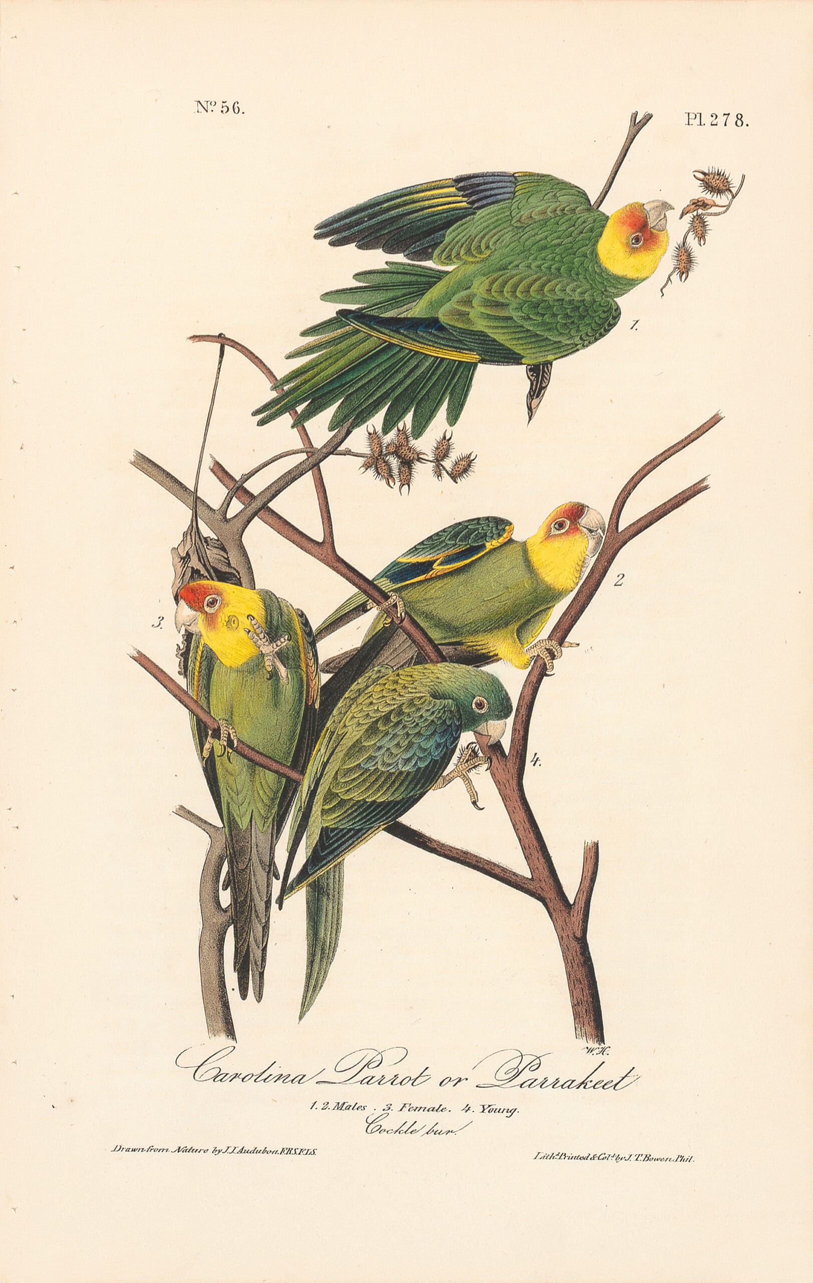 【激レア】Fontaine Parrot Uncut Sheet Audubon Octavo Pl. 278 Carolina Parrot or Parrakeet | By