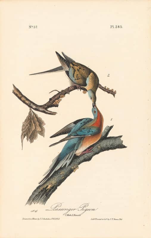 Audubon 1st Ed. Octavo Pl. 285 Passenger Pigeon